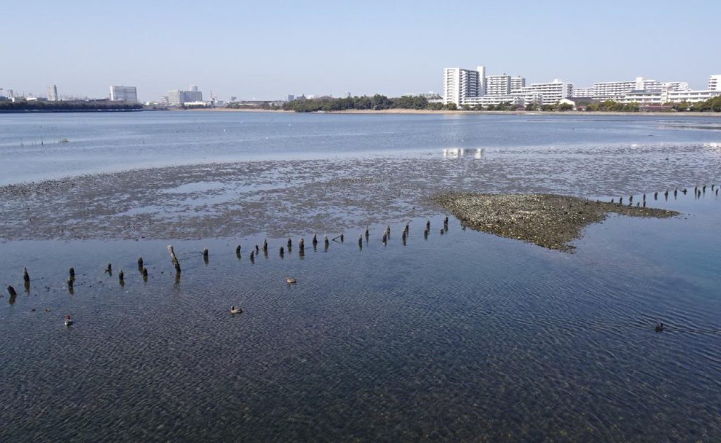 谷津干潟　水面