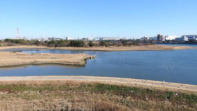 野鳥の楽園　干潟