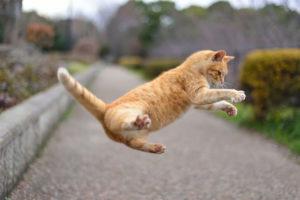 躍動感あふれる猫ちゃんのジャンプ写真の撮り方!カメラの設定・コツ・機材の選び方・注意点を解説