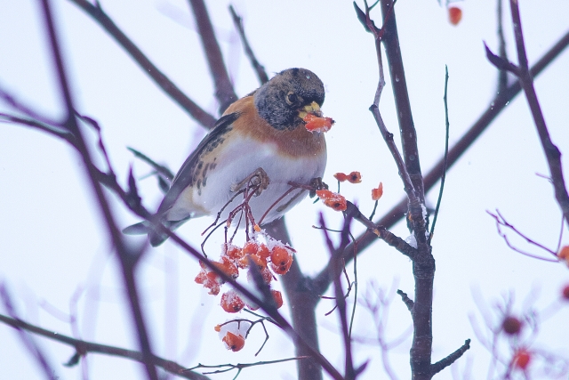 アトリ　枝　木の実