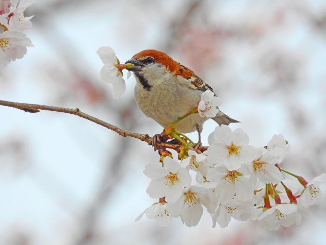 ニュウナイスズメ 桜