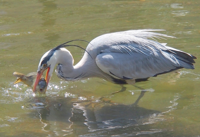 アオサギ 捕食