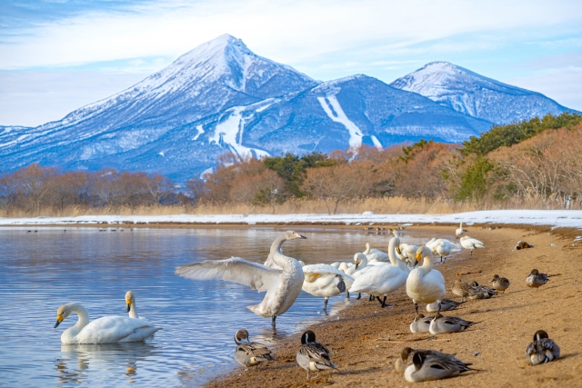 猪苗代湖 白鳥 福島県