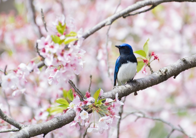 オオルリ　枝　桜
