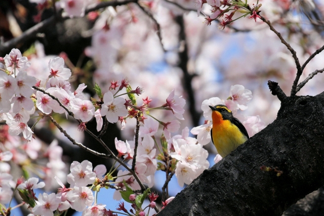キビタキ 桜
