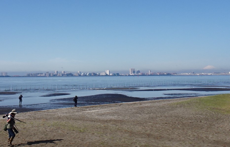 三番瀬　干潟　砂浜