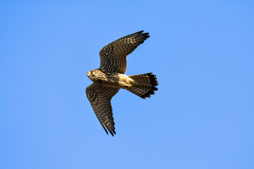 ハヤブサ　上空　飛ぶ