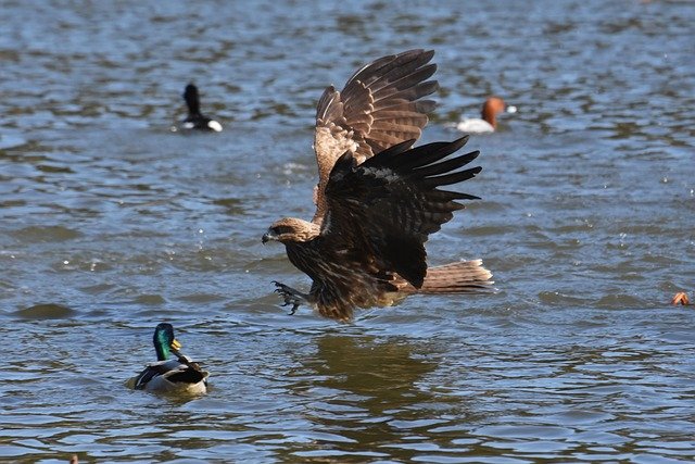 トビ 湖 捕食