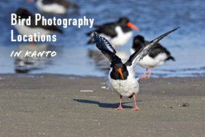 関東の野鳥撮影スポットおすすめ10選!観察できる種類と季節も解説