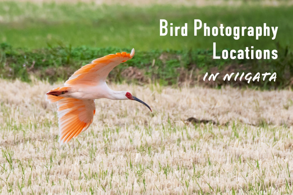 新潟県の野鳥撮影スポット！最適なレンズや季節も解説
