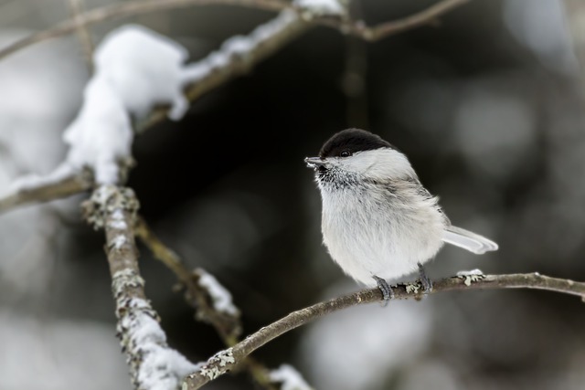 コガラ　枝　雪