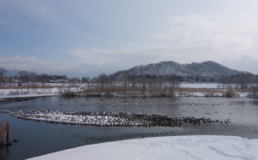 コハクチョウ オナガガモ 川面 雪