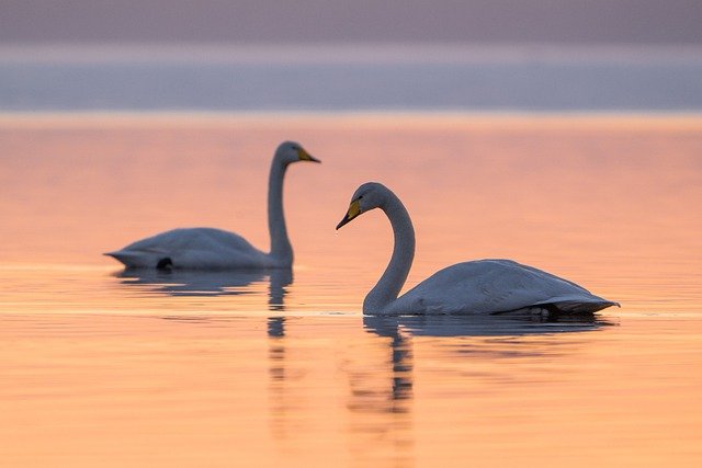 オオハクチョウ 水面 夕方