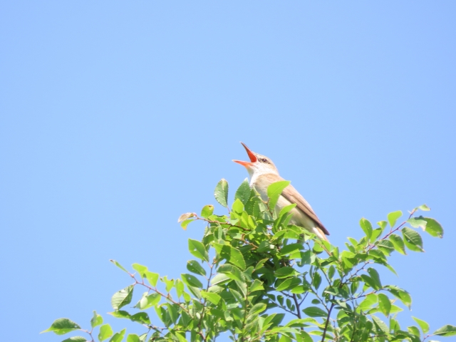 オオヨシキリ 夏空 さえずり