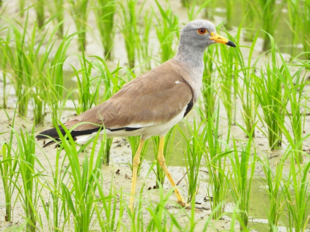 ケリ 水田 田植え