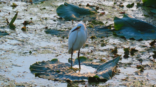 コサギ ハス池