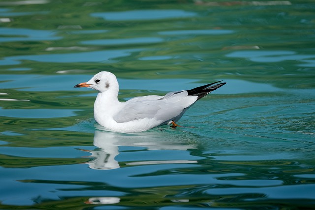 ユリカモメ 冬羽 水面