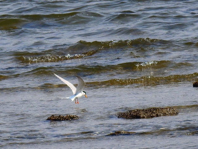 コアジサシ 浅瀬 浜辺