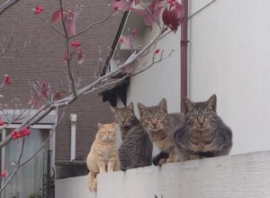 野良猫を上手に撮るコツ!注意点からおすすめのカメラ、レンズまで徹底解説