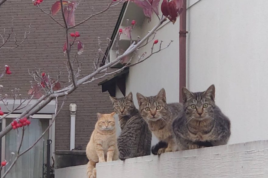 野良猫を上手に撮るコツ 注意点からおすすめのカメラ レンズまで徹底解説 Goopass Animal Magazine