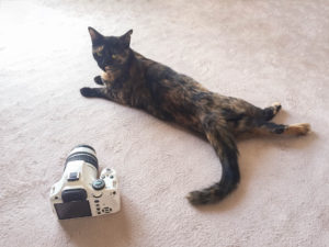 室内で撮る猫ちゃんがもっと魅力的に!猫ちゃんの撮影におすすめのアイテム