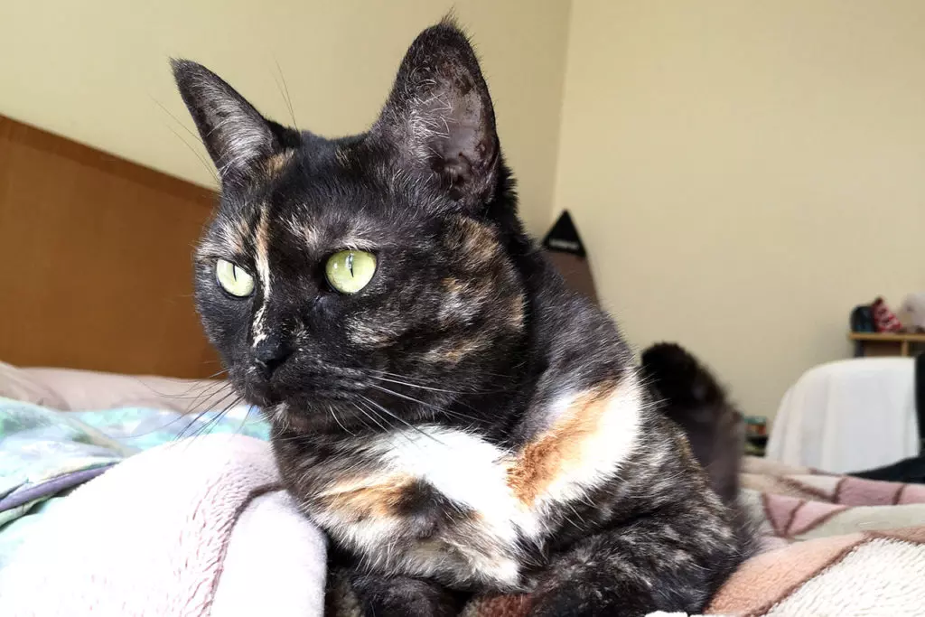 猫ちゃんの黒目を大きく写す方法 撮影のコツ 注意点 カメラの設定方法を解説 Goopass Animal Magazine