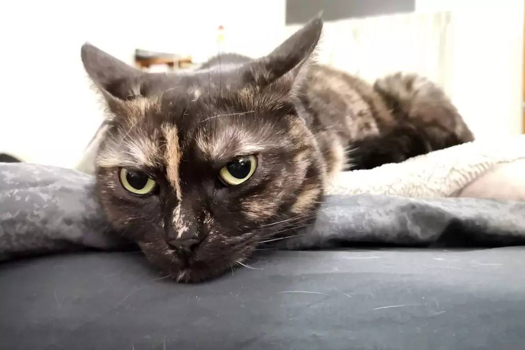 猫ちゃんの黒目を大きく写す方法 撮影のコツ 注意点 カメラの設定方法を解説 Goopass Animal Magazine