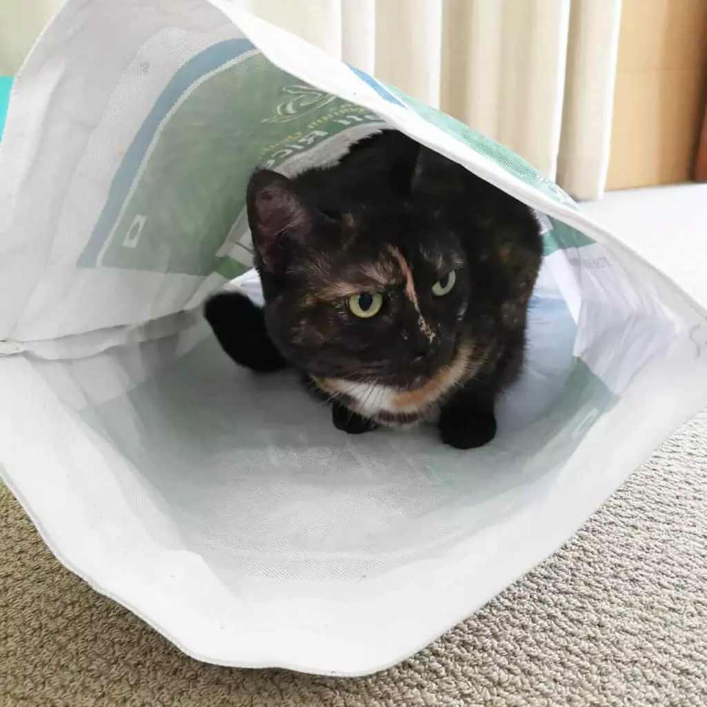 猫ちゃんの黒目を大きく写す方法 撮影のコツ 注意点 カメラの設定方法を解説 Goopass Animal Magazine