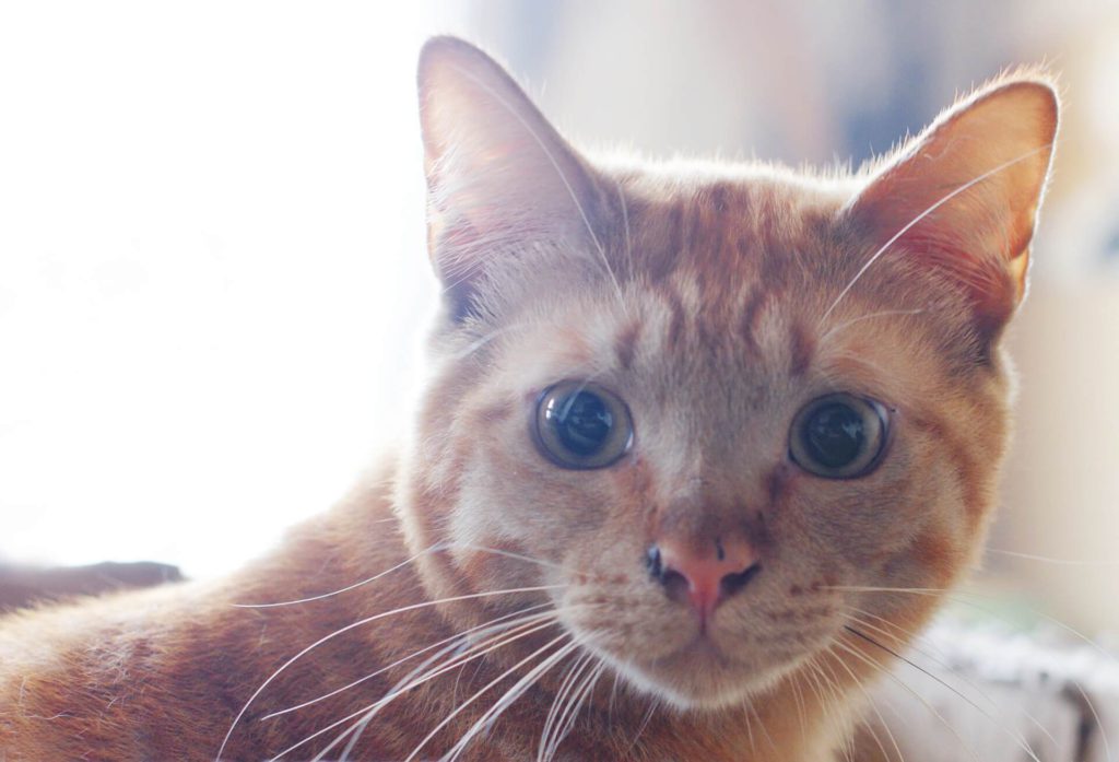 猫ちゃんの黒目を大きく写す方法！撮影のコツ・注意点・カメラの設定