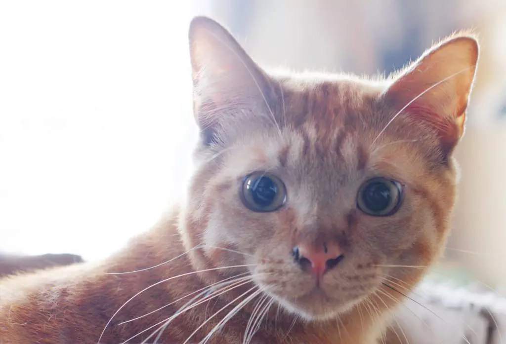 猫ちゃんの黒目を大きく写す方法 撮影のコツ 注意点 カメラの設定方法を解説 Goopass Animal Magazine