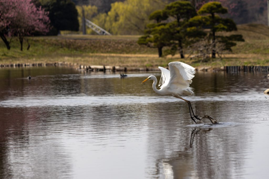都市公園 野鳥