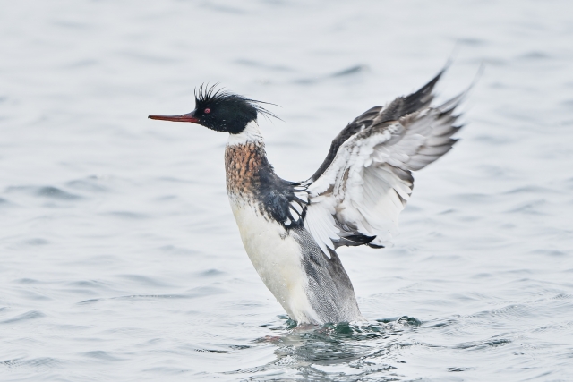 ウミアイサ 羽ばたき