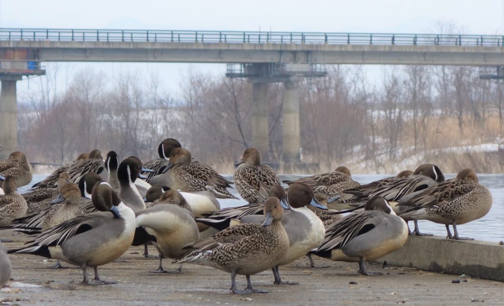 オナガガモ 置賜橋