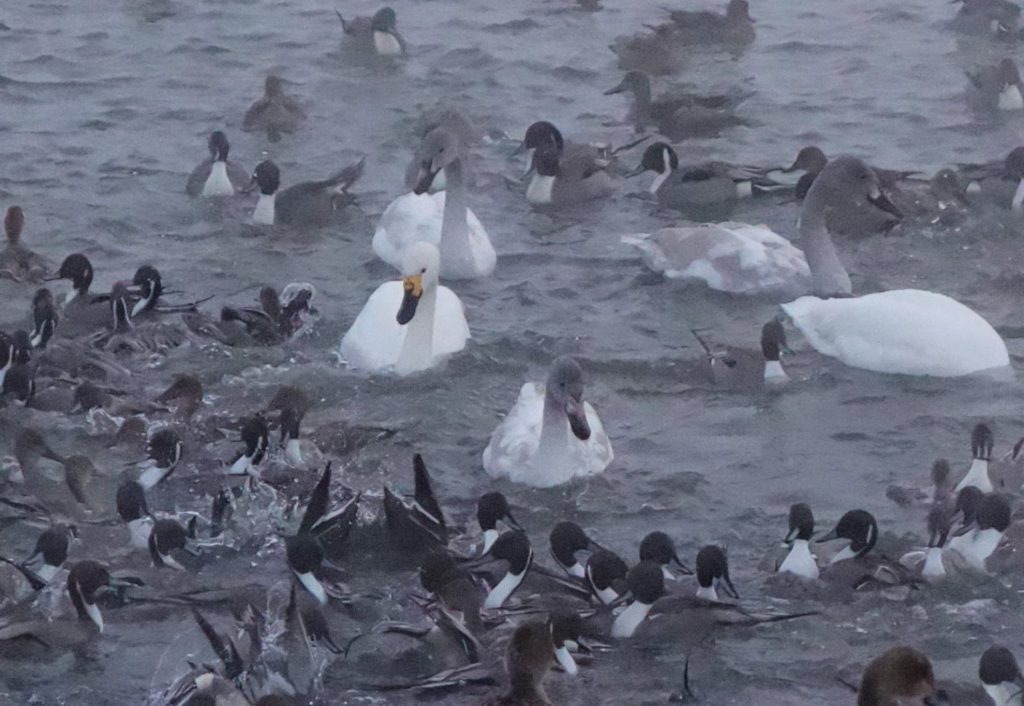 白鳥 オナガガモ 川面 霧