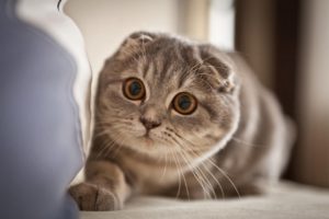 猫ちゃんの黒目を大きく写す方法!撮影のコツ・注意点・カメラの設定方法を解説