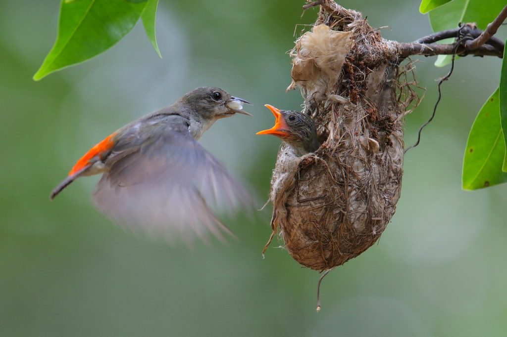 野鳥　巣　ヒナ　餌