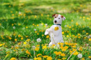 ペット写真家・中村陽子先生が教える!愛犬撮影のコツVol.1【お花編】