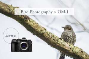 OM SYSTEM O-M1で野鳥を撮影してみた！おすすめ機能を作例写真付きでレビュー