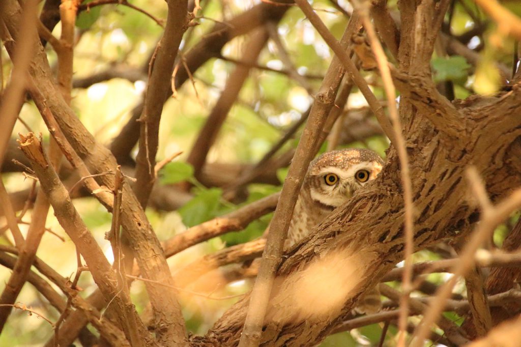 野鳥　枝　隠れる