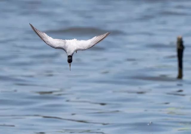 うみのとり 海辺で撮影できる野鳥10選！おすすめの時期やレンズも解説 | GOOPASS