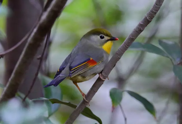 宮崎県でオススメの野鳥撮影スポット5選！最適なレンズや季節も解説