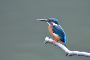 カワセミ