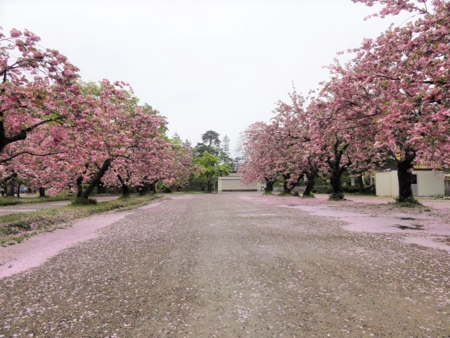 弘前公園　桜