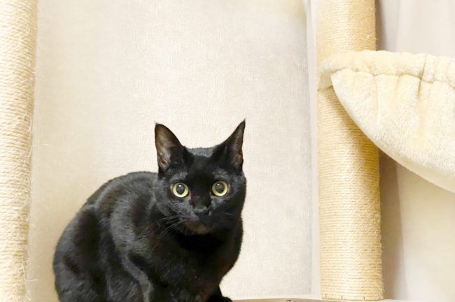 猫ちゃんの撮影にオススメなカメラ10選 Goopass Animal Magazine