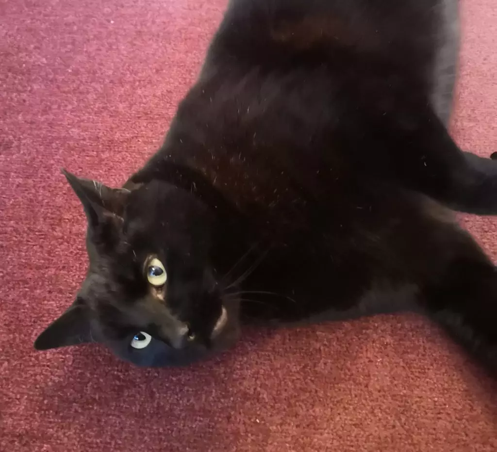 黒猫ちゃんを上手に撮影する方法！コツ・注意点・カメラの設定