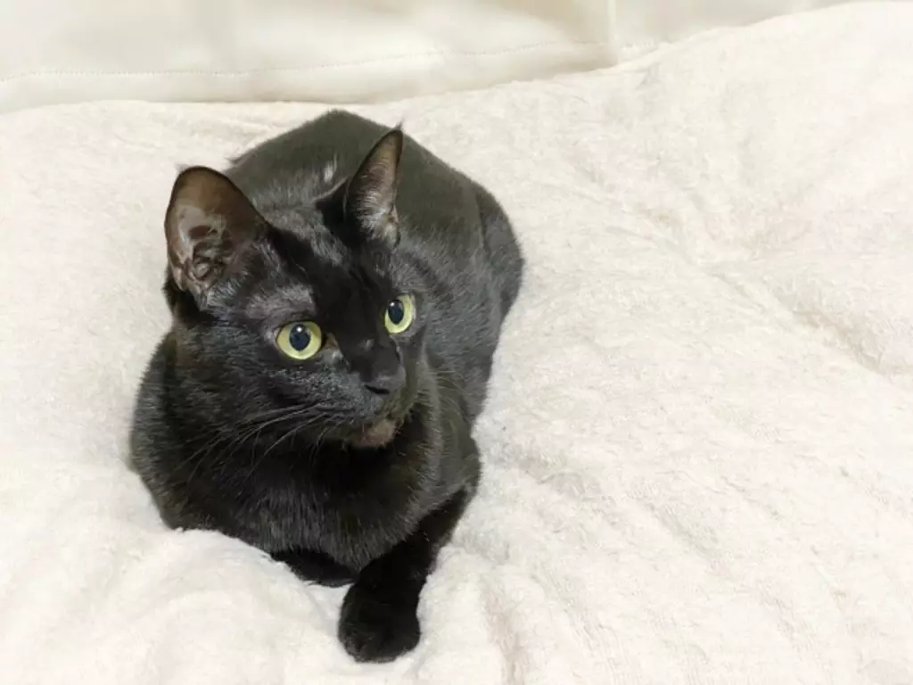 黒猫ちゃんを上手に撮影する方法 コツ 注意点 カメラの設定 おすすめレンズまで徹底解説 Goopass Animal Magazine