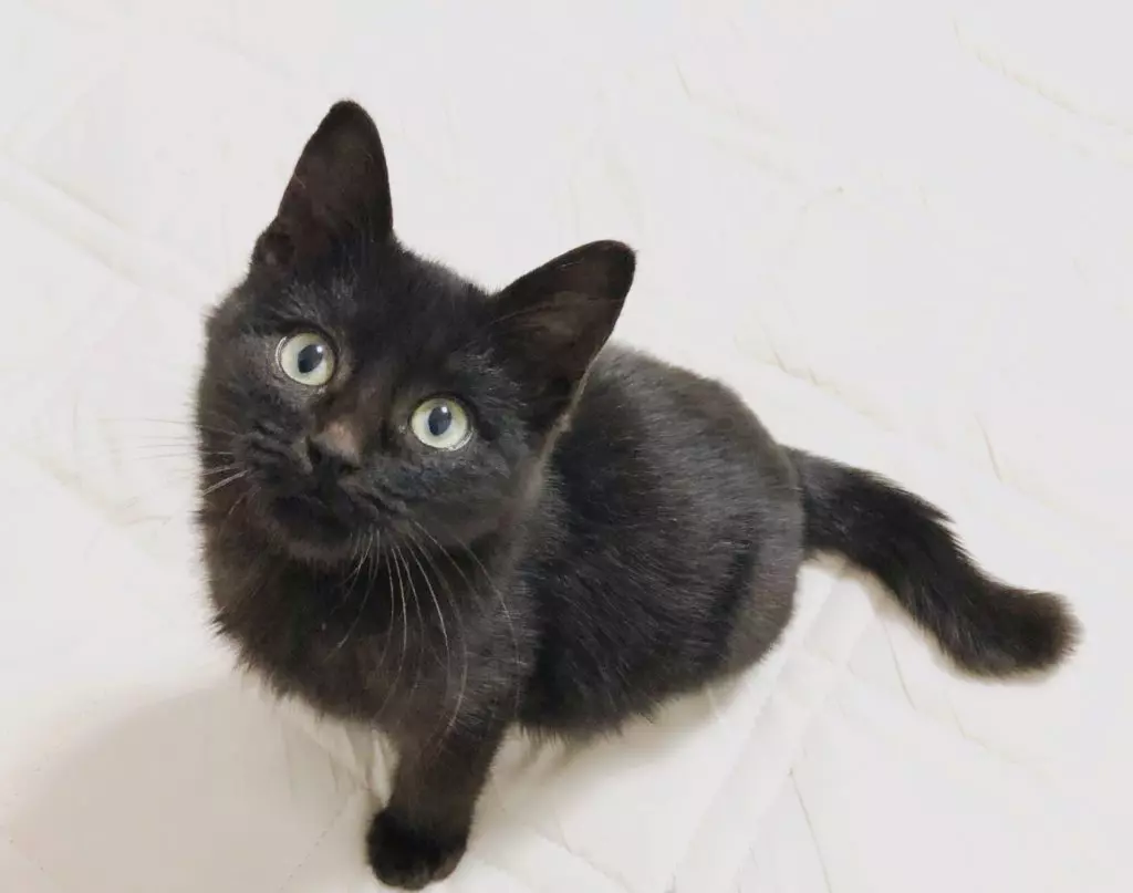 黒猫ちゃんを上手に撮影する方法！コツ・注意点・カメラの設定