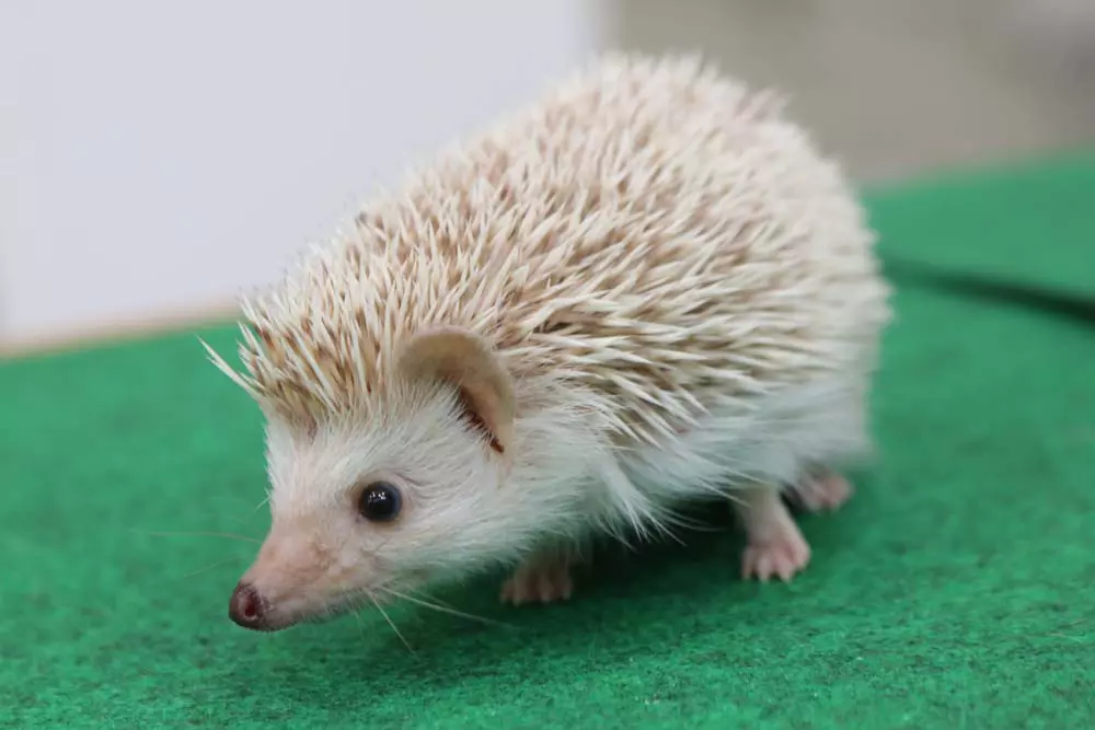 東京都でオススメのハリネズミカフェ7選 | GOOPASS ANIMAL MAGAZINE