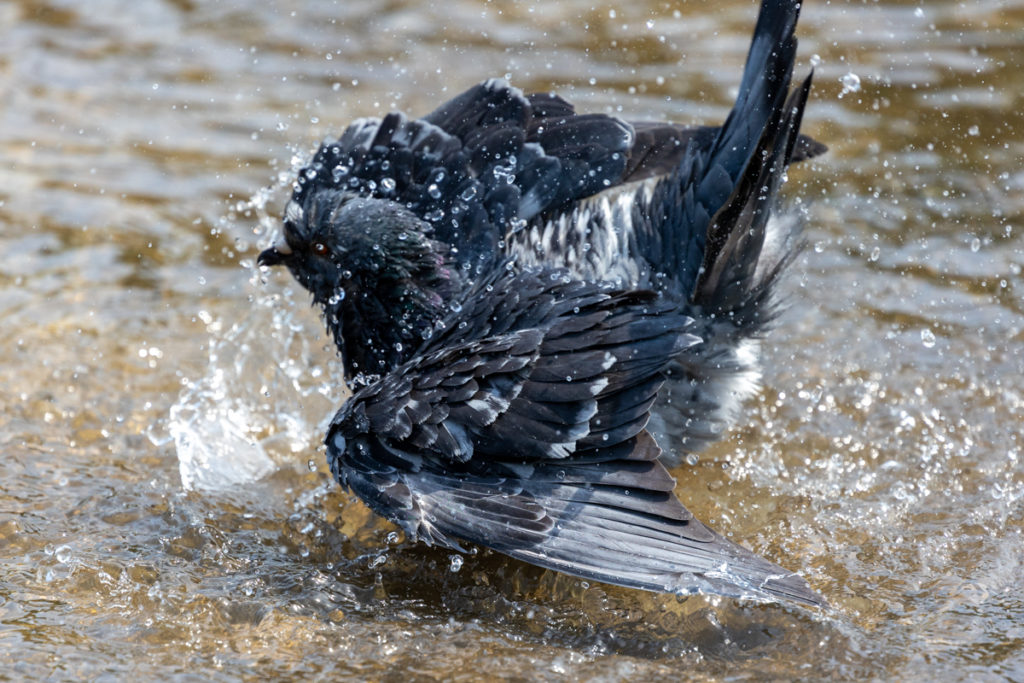 野鳥　設定　連写