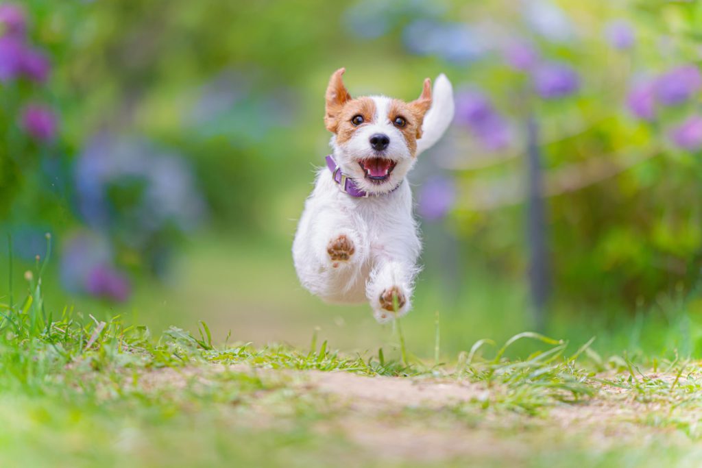 中村陽子 犬 ジャンプ 写真 撮影 カメラ 紫陽花